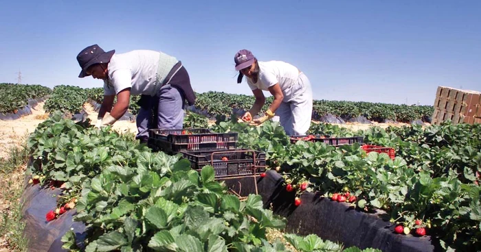 ---------Milioane-de-romni-s-au-stabilit-n-strintate-Banii-trimii-acas-au-depit-investiiile-strine-directe