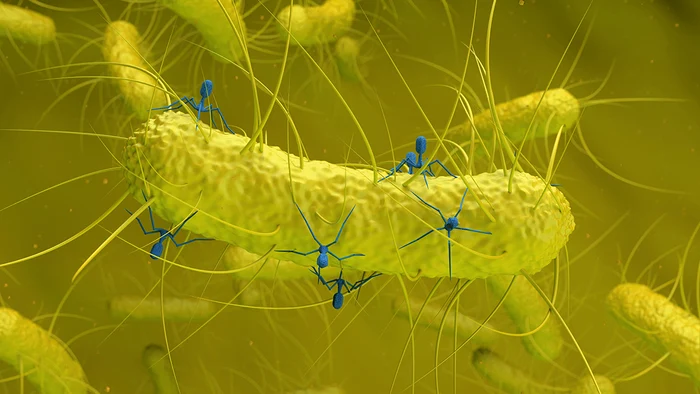 ---------O-bacterie-obinuit-ascunde-un-virus-necunoscut-care-ar-putea-fi-legat-de-apariia-cancerului