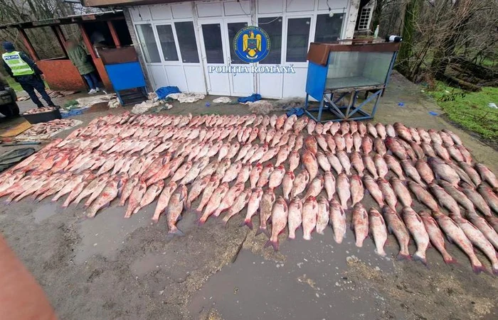 ---------Peste-o-ton-de-pete-prins-ilegal-capturat-n-Teleorman-oferul-care-transporta-prada-avea-numere-false-la-main