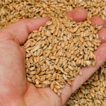 ---------Romnia-va-exporta-cereale-n-China-Sunt-discuii-avansate-i-pentru-carnea-de-porc