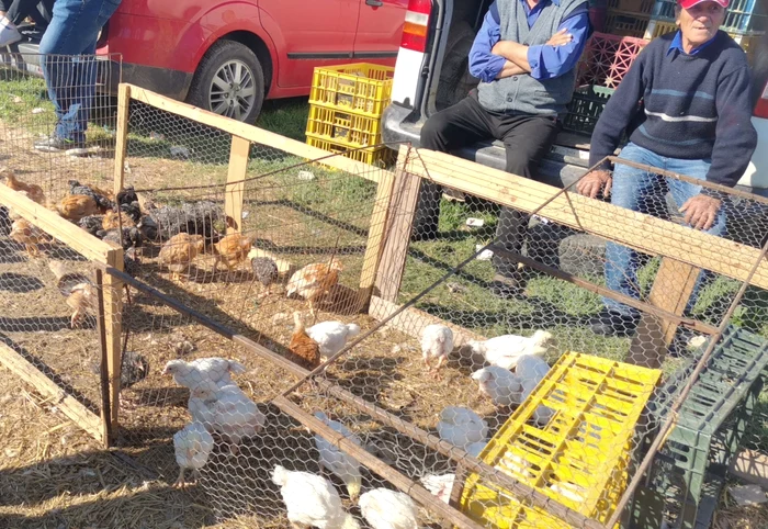 ---------Trgul-de-la-Osica-sub-asediul-controalelor-localnicii-explodeaz-dup-ce-primria-a-interzis-animalele-n-trgul-cu-o-tradiie-de-85-de-ani