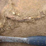 ---------Un-dinozaur-uria-necunoscut-pn-acum-descoperit-n-Brazilia-Fosilele-arat-legturi-cu-Europa