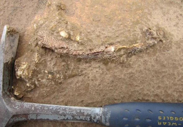 ---------Un-dinozaur-uria-necunoscut-pn-acum-descoperit-n-Brazilia-Fosilele-arat-legturi-cu-Europa