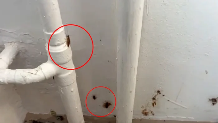 Video----------Focar-de-gndaci-la-o-coal-din-Sectorul-4-Printe-Oriunde-sunam-eram-dirijai-ctre-alte-instituii