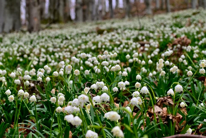 Video----------Locul-legendar-de-lng-Sarmizegetusa-Regia-faimos-pentru-covoarele-de-ghiocei-slbatici-din-luna-martie