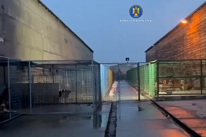 Video----------Percheziii-n-mai-multe-judee-ntr-o-anchet-privind-eutanasierea-fr-drept-a-cinilor-fr-stpn-Cum-a-ncasat-ilegal-un-operator-peste-100000-de-lei