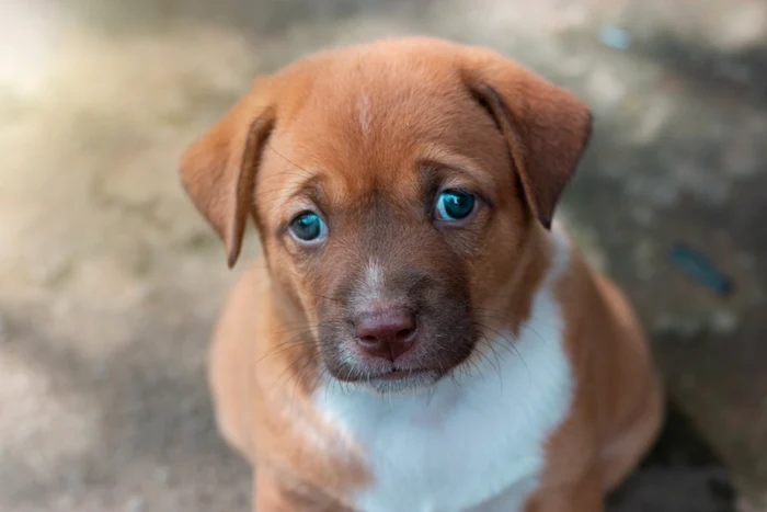 ---------Brbat-din-Bucureti-condamnat-la-peste-2-ani-de-nchisoare-dup-ce-a-btut-cu-cruzime-un-pui-de-cine-pe-strad-intens-circulat