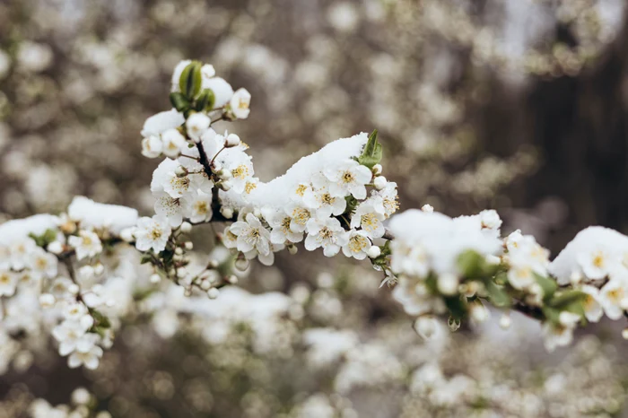 ---------Temperaturile-se-prbuesc-cu-15-grade-n-dou-zile-ANM-anun-ploi-i-ninsori-n-sptmna-Patelui