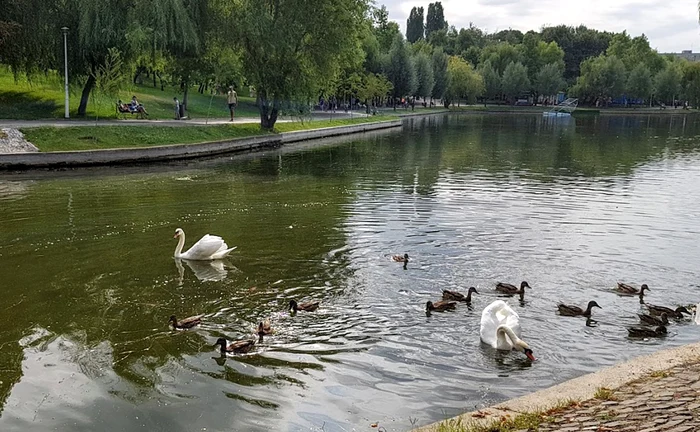 ---------Un-activist-de-mediu-cere-modificarea-OUG-pentru-salvarea-spaiilor-verzi-promovat-de-Diana-Buzoianu-Abordarea-este-greit