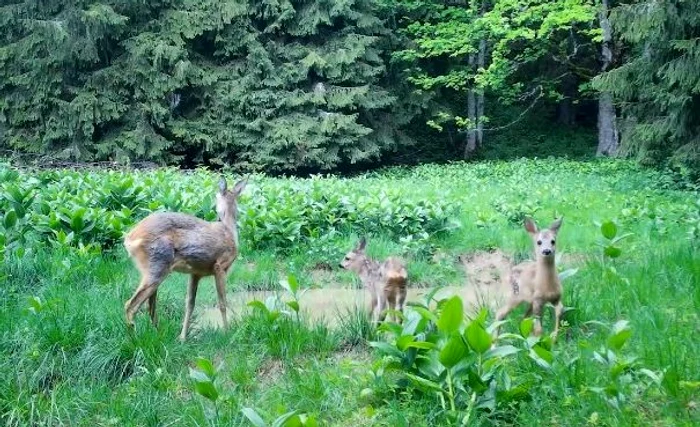 Video----------Patru-brbai-reinui-dup-ce-au-mpucat-9-animale-ntr-o-partid-ilegal-de-vntoare-Printre-ei-este-i-un-fost-campion-la-tir-sportiv