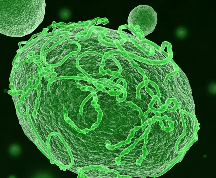 ---------De-ce-este-noul-focar-de-Ebola-un-comar-pentru-medici-tulpina-rar-fr-vaccin-i-tratament-se-rspndete-rapid