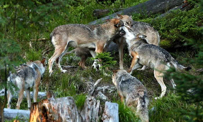 Video----------Lupii-dau-trcoale-unui-ora-din-vestul-Romniei-Animalul-de-companie-al-lui-Dracula-i-cuta-stpnul