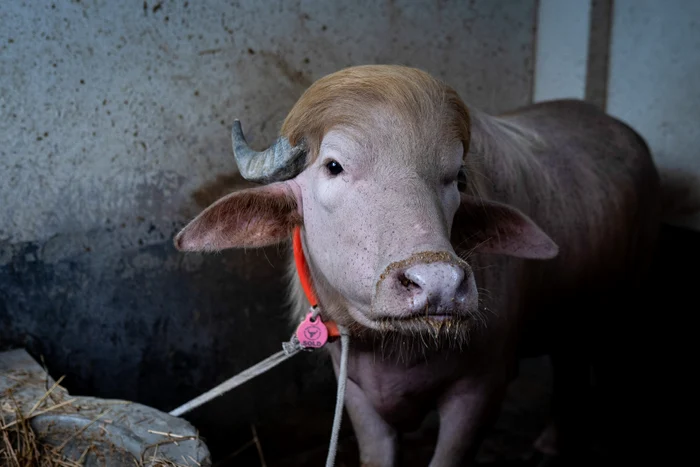 Bivolul albinos poreclit „Donald Trump” a fost salvat de la sacrificare și dus la grădina zoologică din Bangladesh