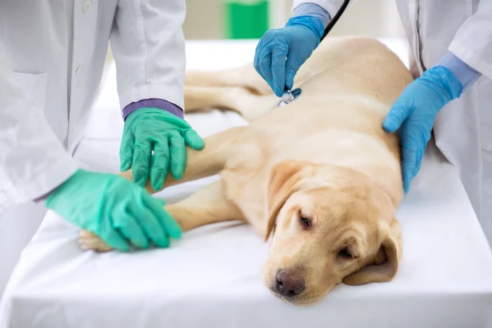 Epuizarea emoțională în medicina veterinară: ce trăiesc profesioniștii care îngrijesc animalele