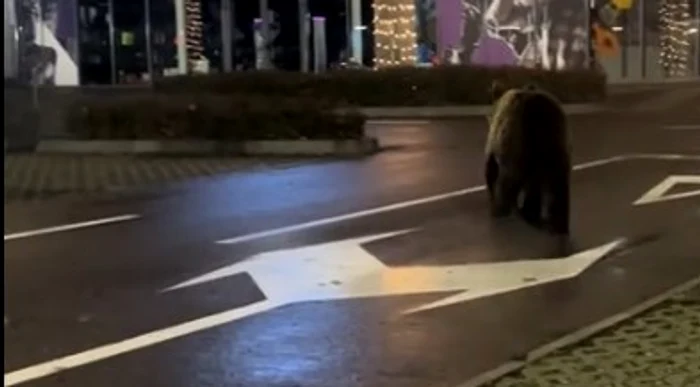 Urs observat pe Bulevardul Ferdinand din Sinaia; autoritățile au transmis mesaj RO‑ALERT