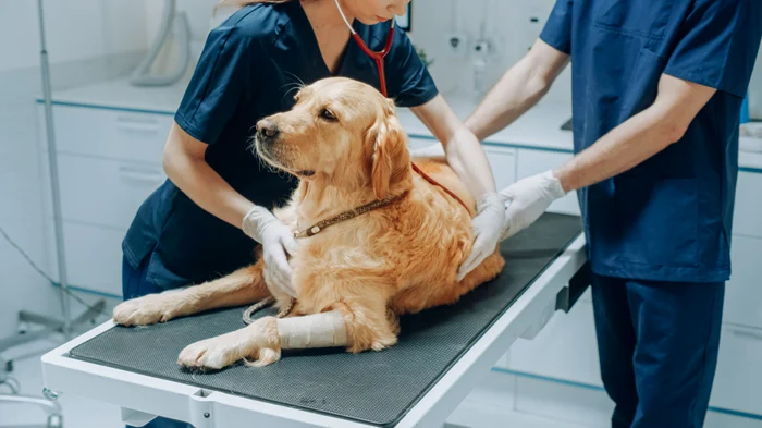 Un veterinar român cere măsuri după un mesaj viral despre traumă și sinucideri în profesie