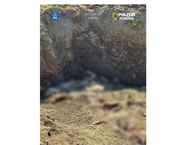 Descoperire la Constanța: cadavre de ovine și bovine găsite în câmpuri și într-o groapă improvizată