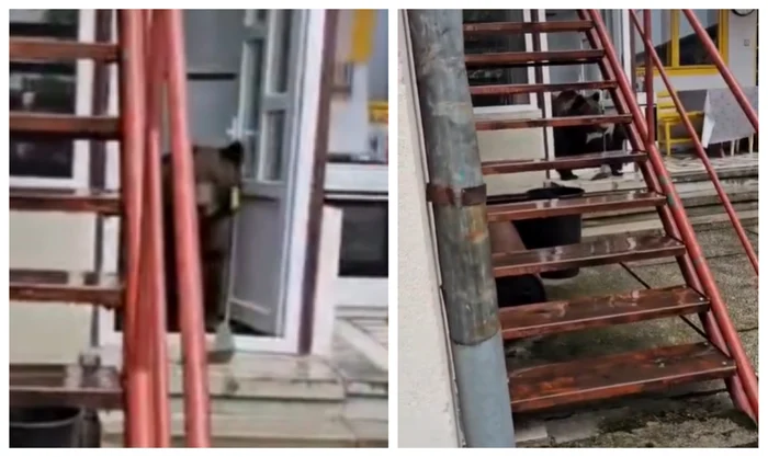 O ursoaică cu trei pui a intrat a doua zi în casa unui bătrân din Bușteni și a deschis frigiderul