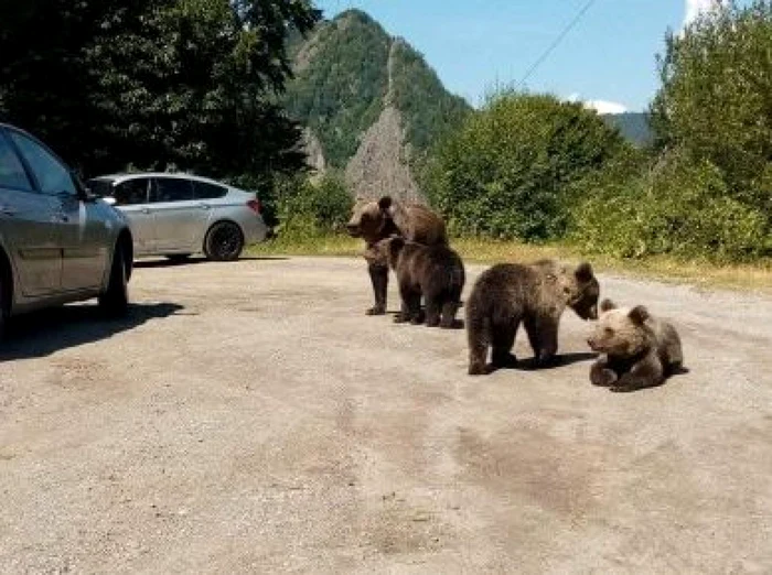 Activiștii de mediu îl acuză pe Tánczos Barna că ignoră soluțiile reale în criza urșilor