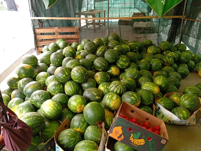 Primarul din Călărași atenționează: samsarii vând pepeni de import sub marca „Dăbuleni”, autoritățile pot anula atestatele
