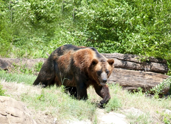 Ursul care a ucis o femeie în Bichigiu a fost împușcat după ce a revenit în zona atacului