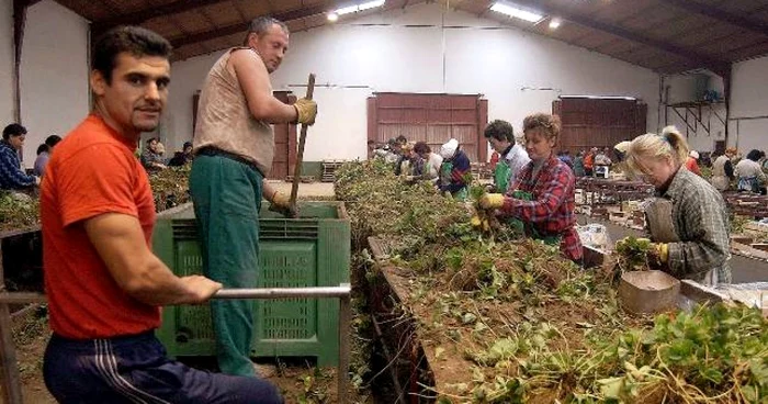 Numărul românilor din Spania a scăzut cu peste 30%: efecte vizibile pe piața muncii
