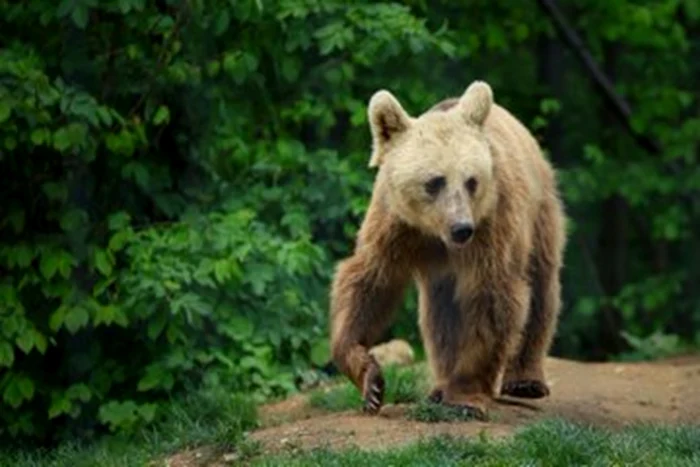 Al doilea urs împușcat în mai puțin de o lună în cartierul Valea Cetății din Brașov
