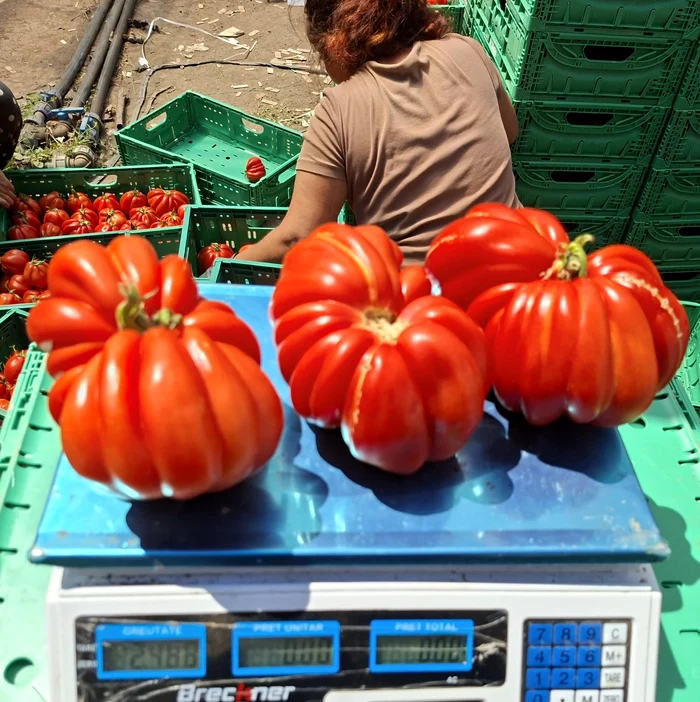 Legumicultorii din Olt acuză haosul de pe piață: recolte aruncate, cooperative afectate și cerințe pentru reguli clare