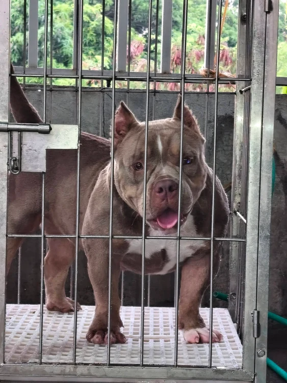 Bărbat din Dolj cercetat după ce ar fi tăiat urechile a 68 de câini American Bully