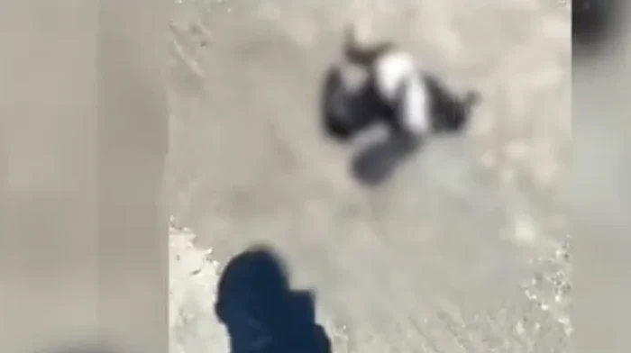 Șofer din Sulina, anchetat după ce a lovit și a maltratat un cormoran în Rezervația Delta Dunării
