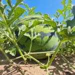Pepenele cu miez galben și cel fără sâmburi, tot mai căutate în producția din Dolj