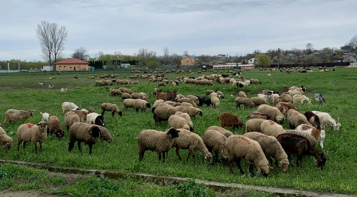 Oierii cer măsuri urgente după interdicțiile UE: risc major pentru sute de mii de familii dependente de exporturi