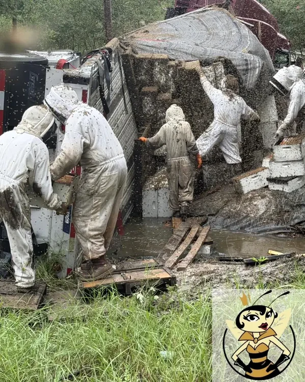 Aproape două milioane de albine au scăpat după răsturnarea unui camion în Texas