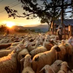 Comisia Europeană înfiinţează un grup de experţi pentru reluarea exporturilor de ovine din România
