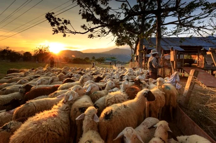 Comisia Europeană înfiinţează un grup de experţi pentru reluarea exporturilor de ovine din România