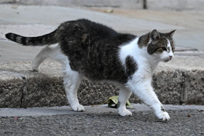 Larry, motanul de la Downing Street, rămâne o constantă în politica britanică