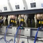 Paradoxul laptelui românesc: producție mare, colectare redusă și deficit comercial de ~700 mil. euro