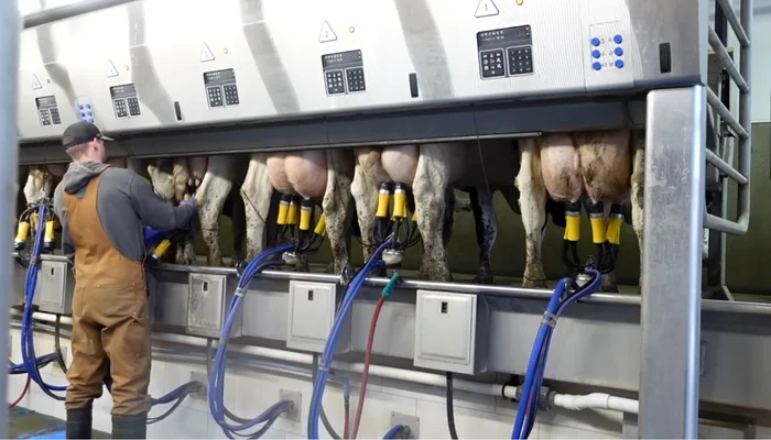Paradoxul laptelui românesc: producție mare, colectare redusă și deficit comercial de ~700 mil. euro
