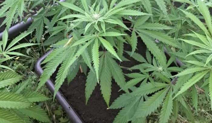Doi tineri reținuți la Constanța după ce au adus din Spania peste 5 kg de canabis prin curier