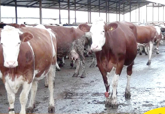 România produce aproape 4,5 milioane t de lapte anual, dar procesatorii lucrează în principal cu importuri