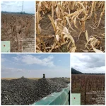 UE alocă 14,8 milioane euro pentru fermierii români afectați de intemperii, dar banii vin prea târziu pentru mulți