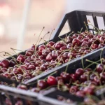 Producție record de cireșe în Dolj, dar piața lipsește: primarul din Ghidici vinde ultimele fructe cu 5 lei/kg