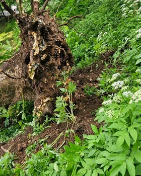 Pericol în Brașov: zeci de arbori de sub Tâmpa, aparent sănătoși, pot cădea fără avertisment