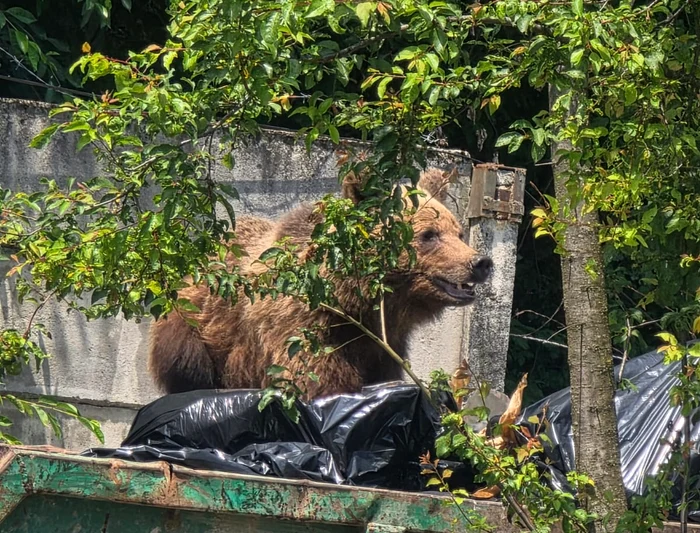 Urs împușcat în curtea Spitalului Sf. Constantin din Brașov după ce a intrat în containerul de gunoi