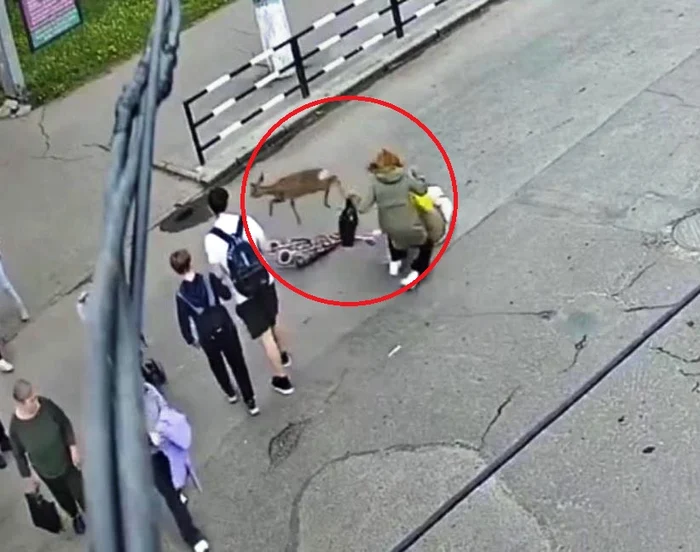 O femeie din Mirgorod, lovită pe trecerea pentru pietoni de o căprioară speriată