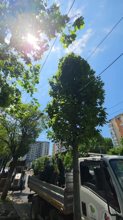 Calea Văcărești intră în modernizare: peste 300 de arbori și reconfigurări pentru trafic şi tramvai