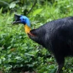 Casca cazuarului prezintă biofluorescență sub lumină ultravioletă, arată un studiu