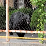 Ursul care a rănit patru persoane în Fukushima a evadat dintr-o fabrică după ce ar fi deschis o fereastră