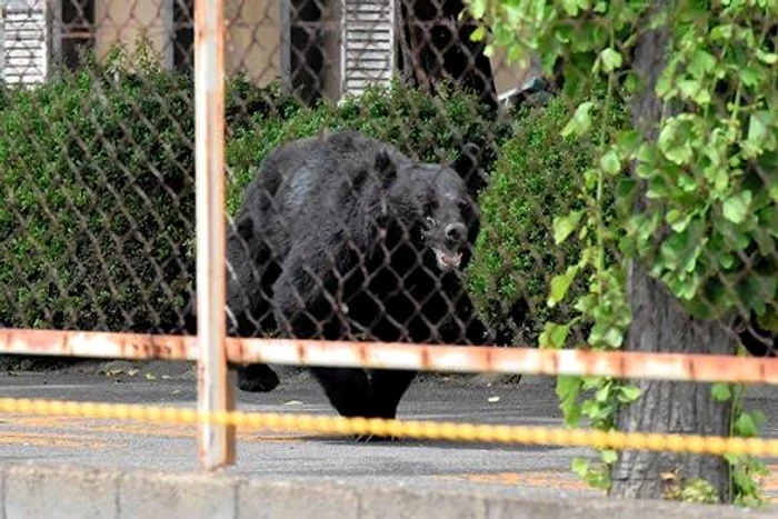 Ursul care a rănit patru persoane în Fukushima a evadat dintr-o fabrică după ce ar fi deschis o fereastră