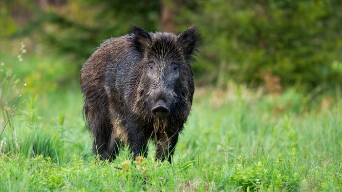 Alertă Ro-Alert în Pipera: mistreț semnalat în cartierul rezidențial